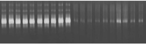 protease regulation measured using gelatin zymogram