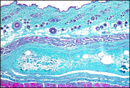 biocompatibility histology