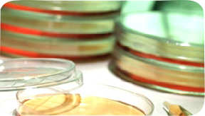 anti-microbial efficacy testing